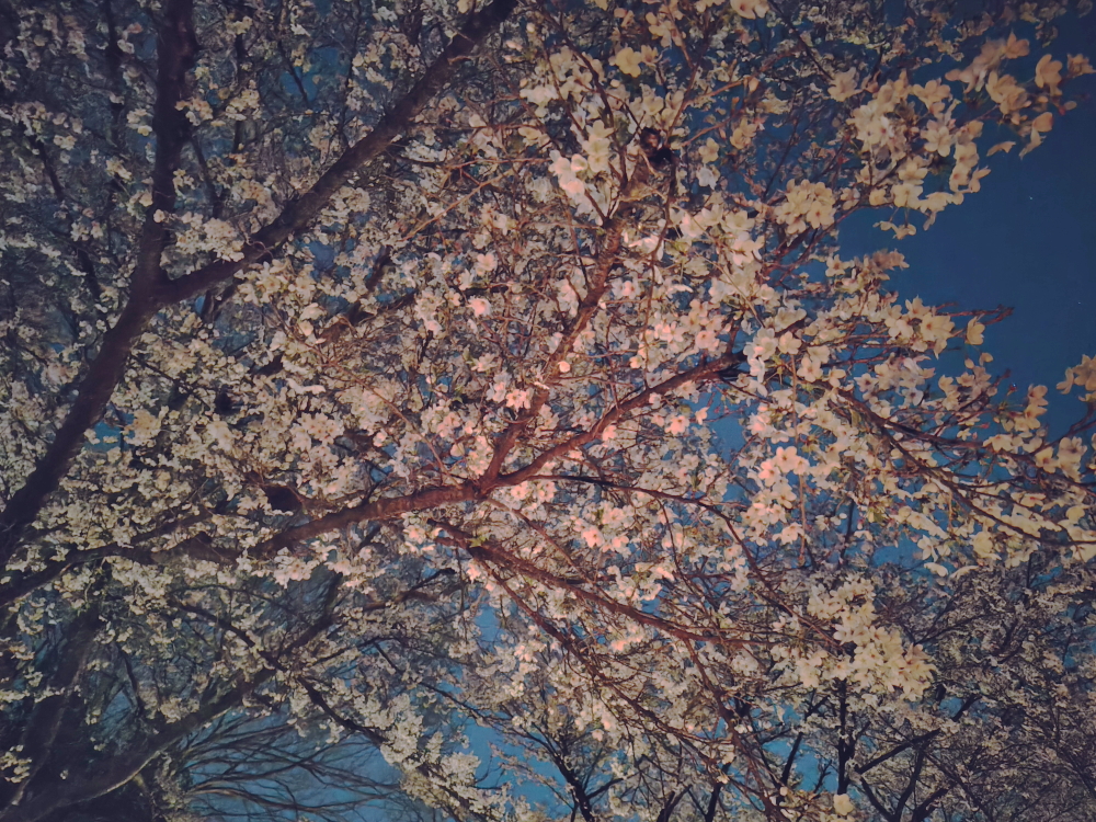 焚き火に照らされた