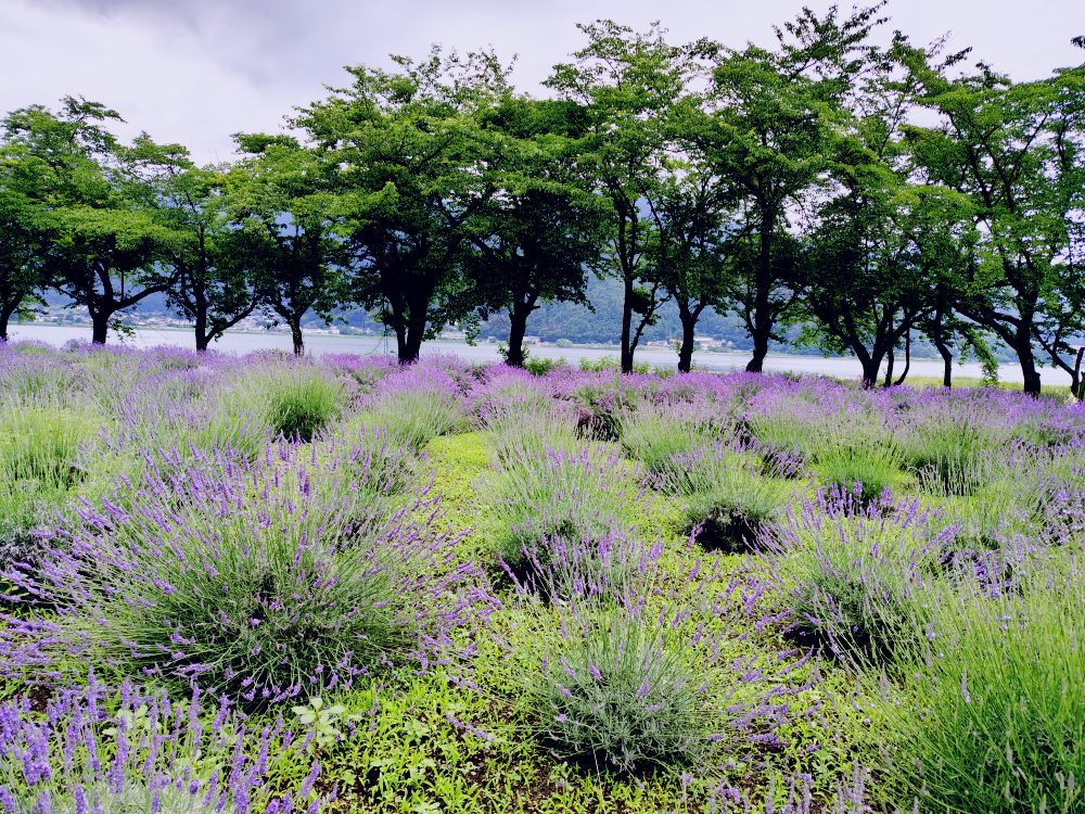 八木崎公園